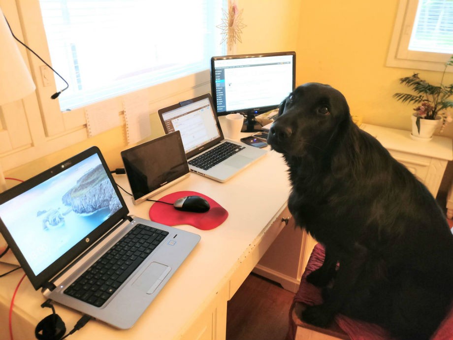 The benefits of remote work for dog owners 3 The benefits of remote work for dog owners