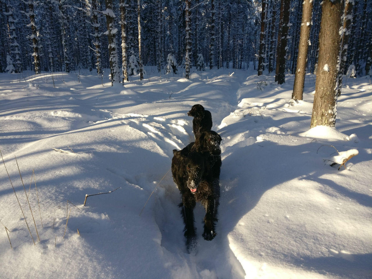 sileäkarvainen noutaja