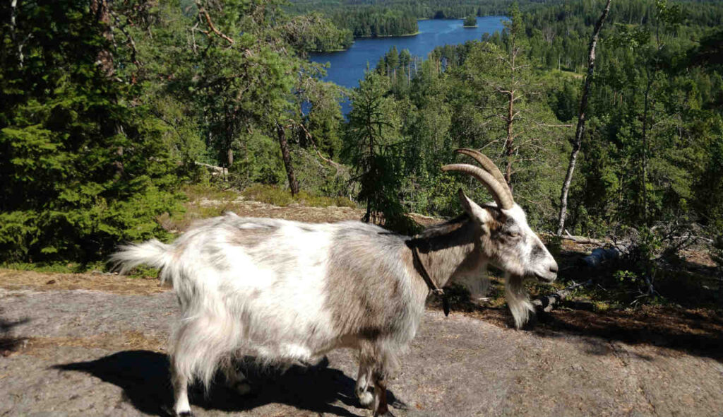 Aavi vuohen elämänkerta 2011-2025