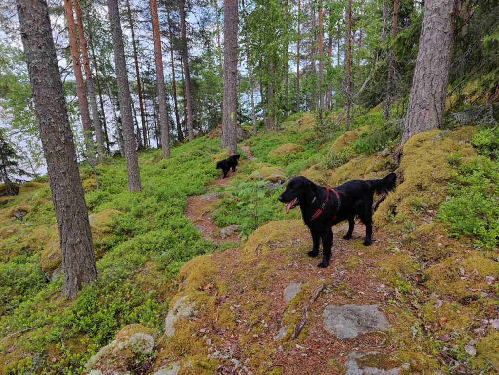 Flatit metsässä - Seresto panta kaulassa