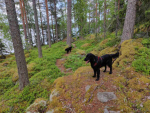Flatit metsässä - Seresto panta kaulassa