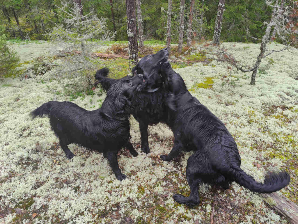 Kennelliitto ei ole ainut vaihtoehto - 4 to do lista 1 Kennelliitto ei ole ainut vaihtoehto