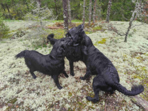 Sileäkarvaiset noutajat - Forest flatties 1 Kennelliitto ei ole ainut vaihtoehto