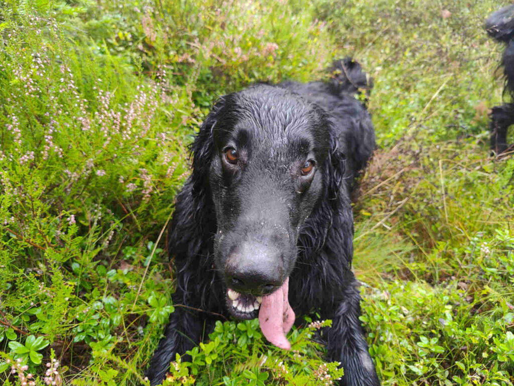 Koirat metsässä - Mickie huilii lenkin lomassa.