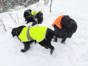 Koirien heijastinliivit että näkyy hyvin lenkillä.