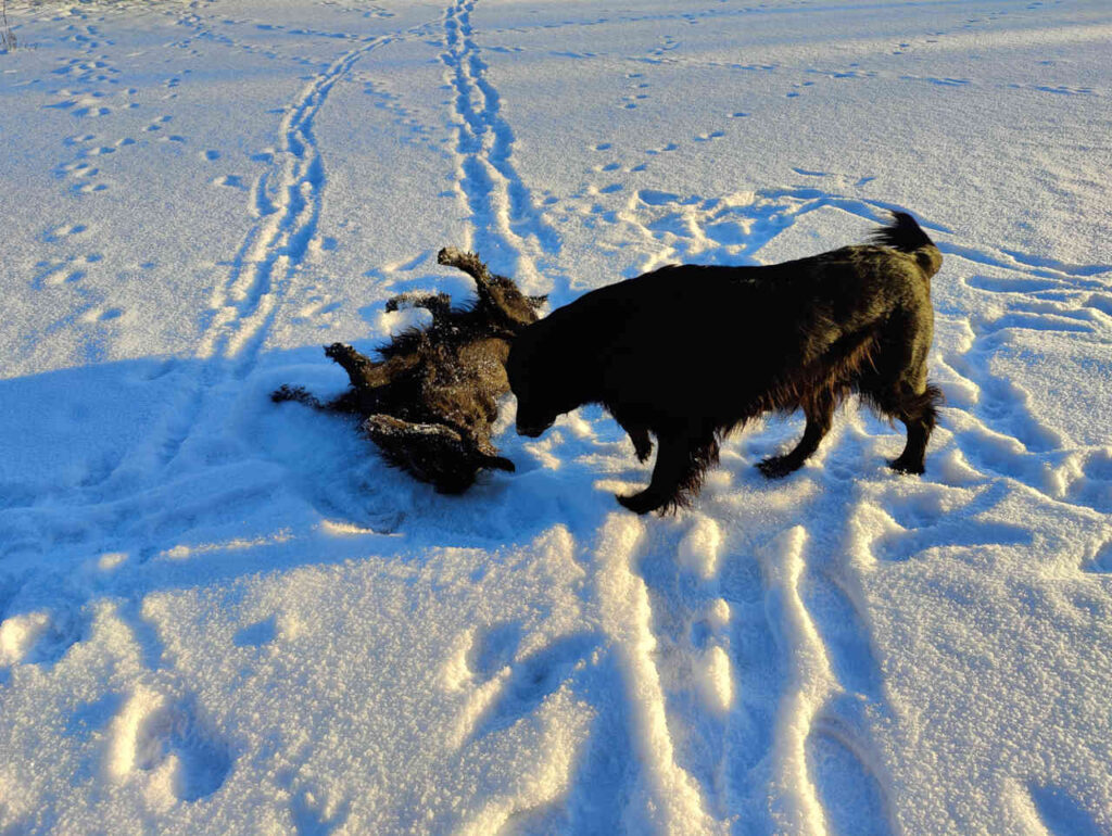Vuosi vaihtunut. Annie ja Maia kotipihan jäällä pirteänä pakkaspäivänä.