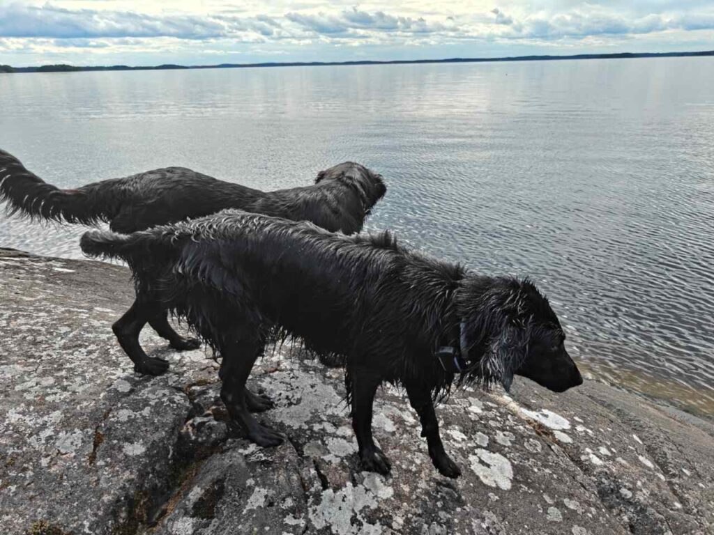 Koirille tuli Tractivet käyttöön keväällä. Kuvassa Annie ja Tractive hyvin esillä pannassa.