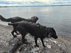Sileäkarvaiset noutajat - Forest flatties 1 Koirille tuli Tractivet käyttöön keväällä. Kuvassa Annie ja Tractive hyvin esillä pannassa.