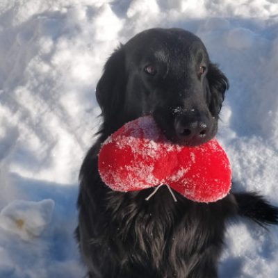 Mickie - Kalexas Dunrobin Castle - sileäkarvainen noutaja